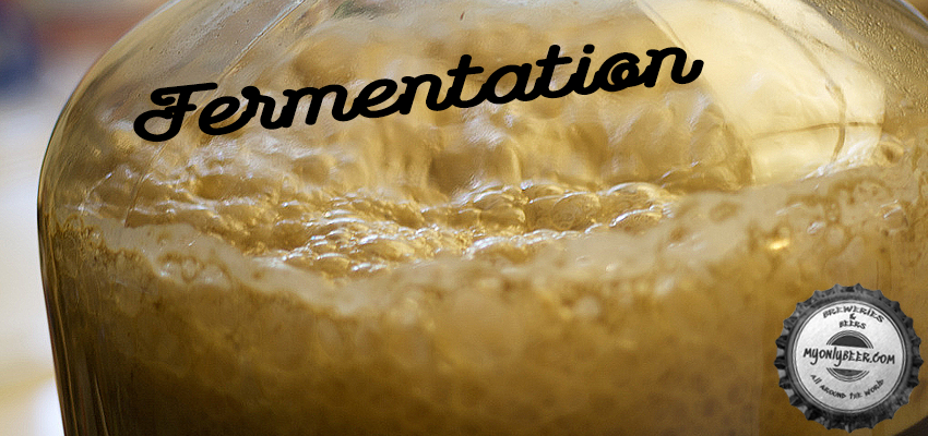 Fermentation: Let the magic begin