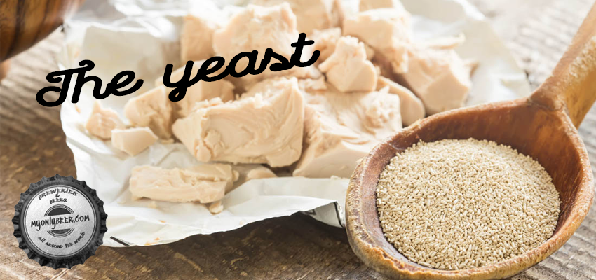 Craft beer: the yeast does the magic!